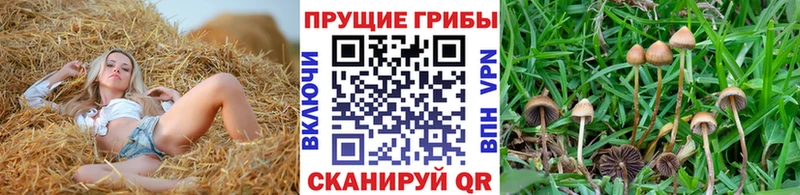 закладки Белогорск Галлюциногенные грибы Magic Shrooms