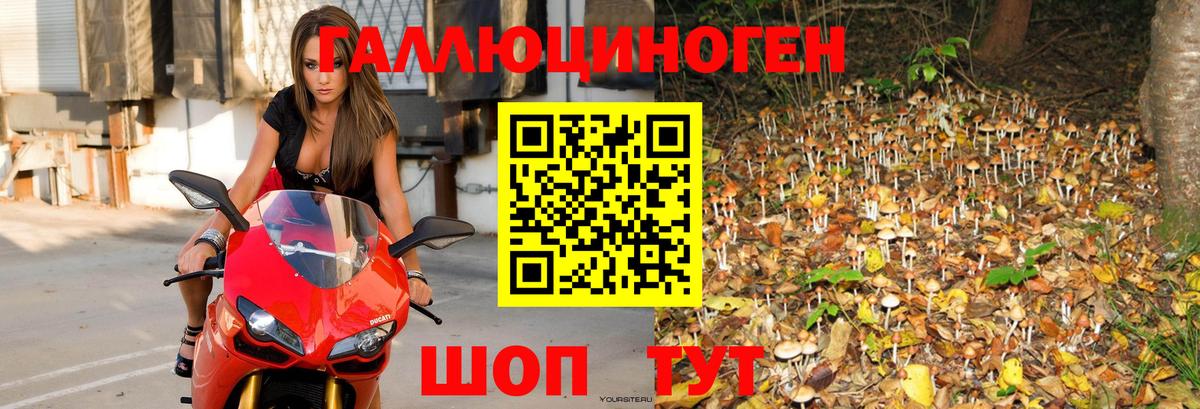 Псилоцибиновые грибы Psilocybine cubensis Белогорск